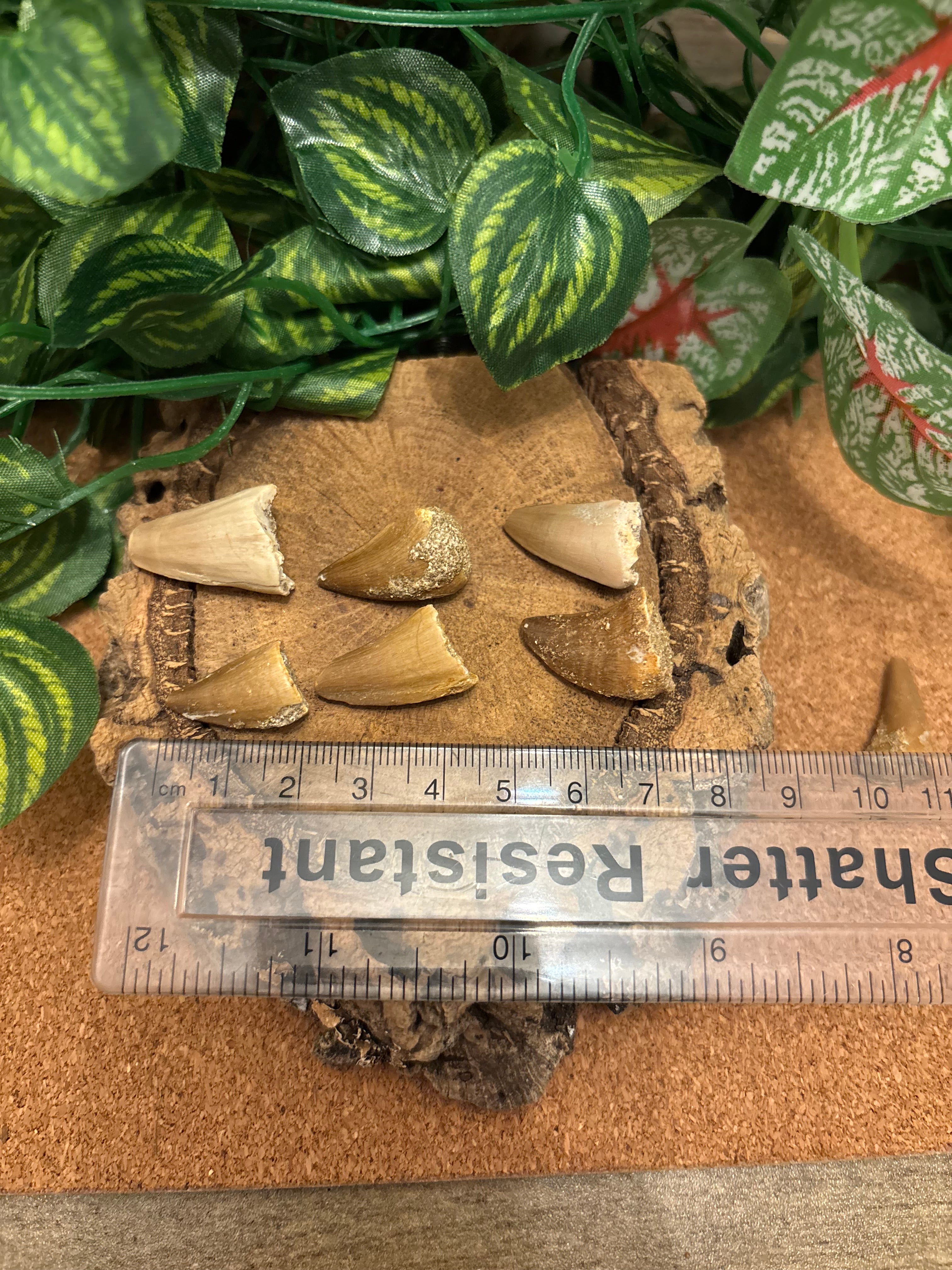 1 x Fossil Mosasaurus Tootth – Cretaceous – Morocco – Random Selection – 2–2.5 cm