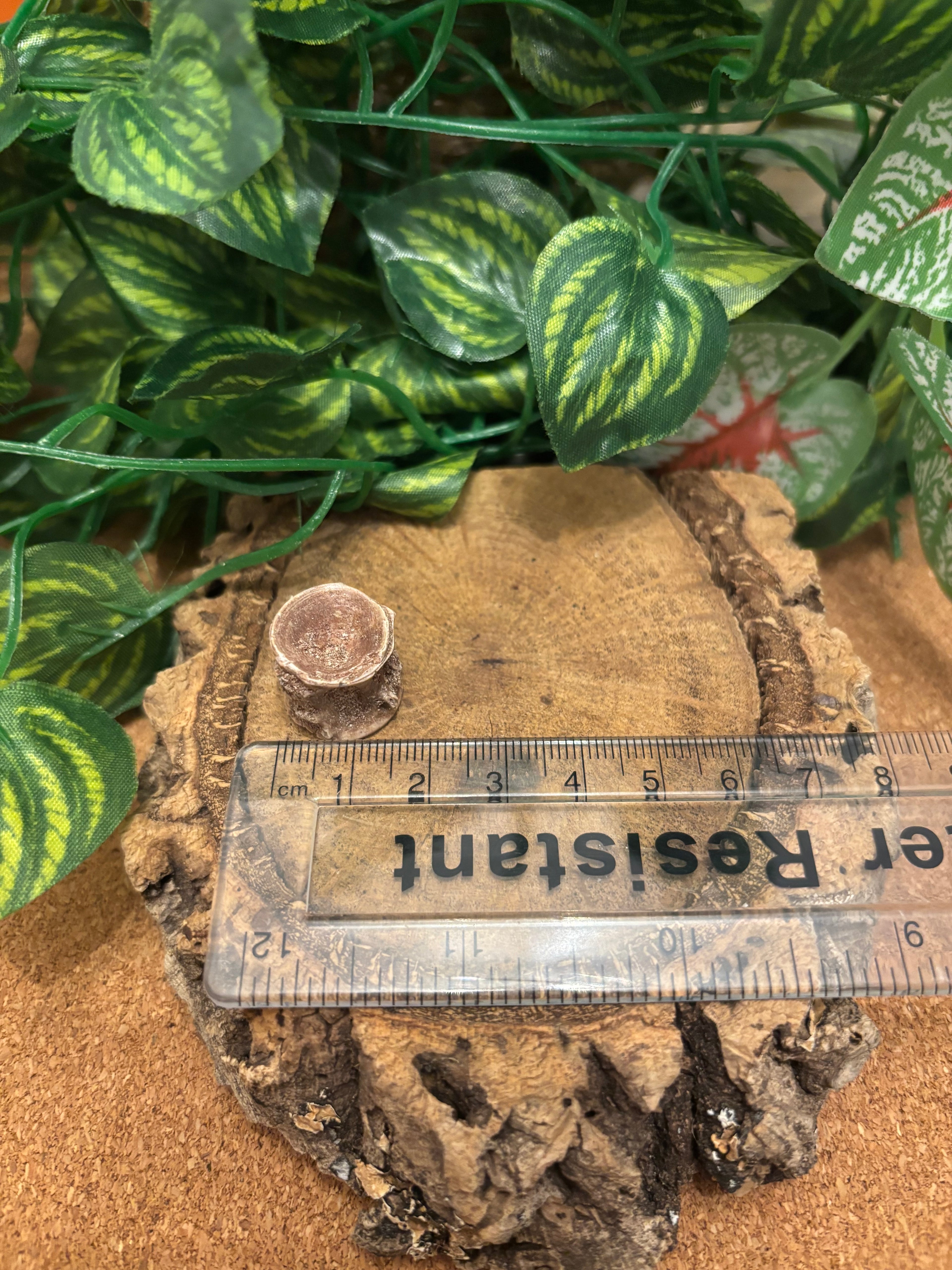 1 x Fossil Fish Vertebrae from Morocco – Eocene Era – Random Species – 1-1.5 cm