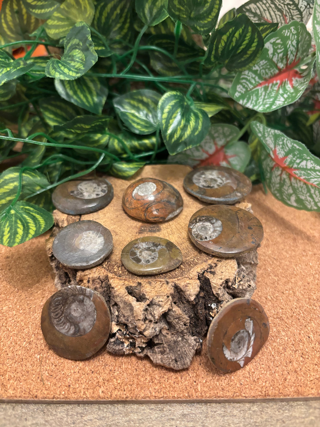 1 x Beautiful Polished Goniatite Fossil – Devonian Period