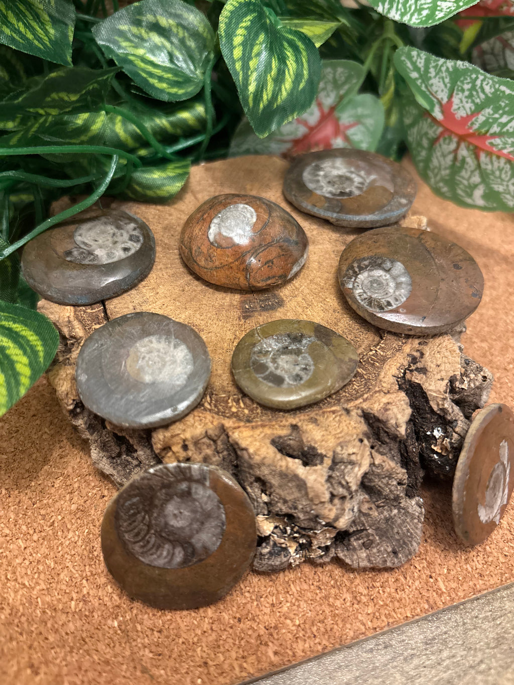 1 x Beautiful Polished Goniatite Fossil – Devonian Period
