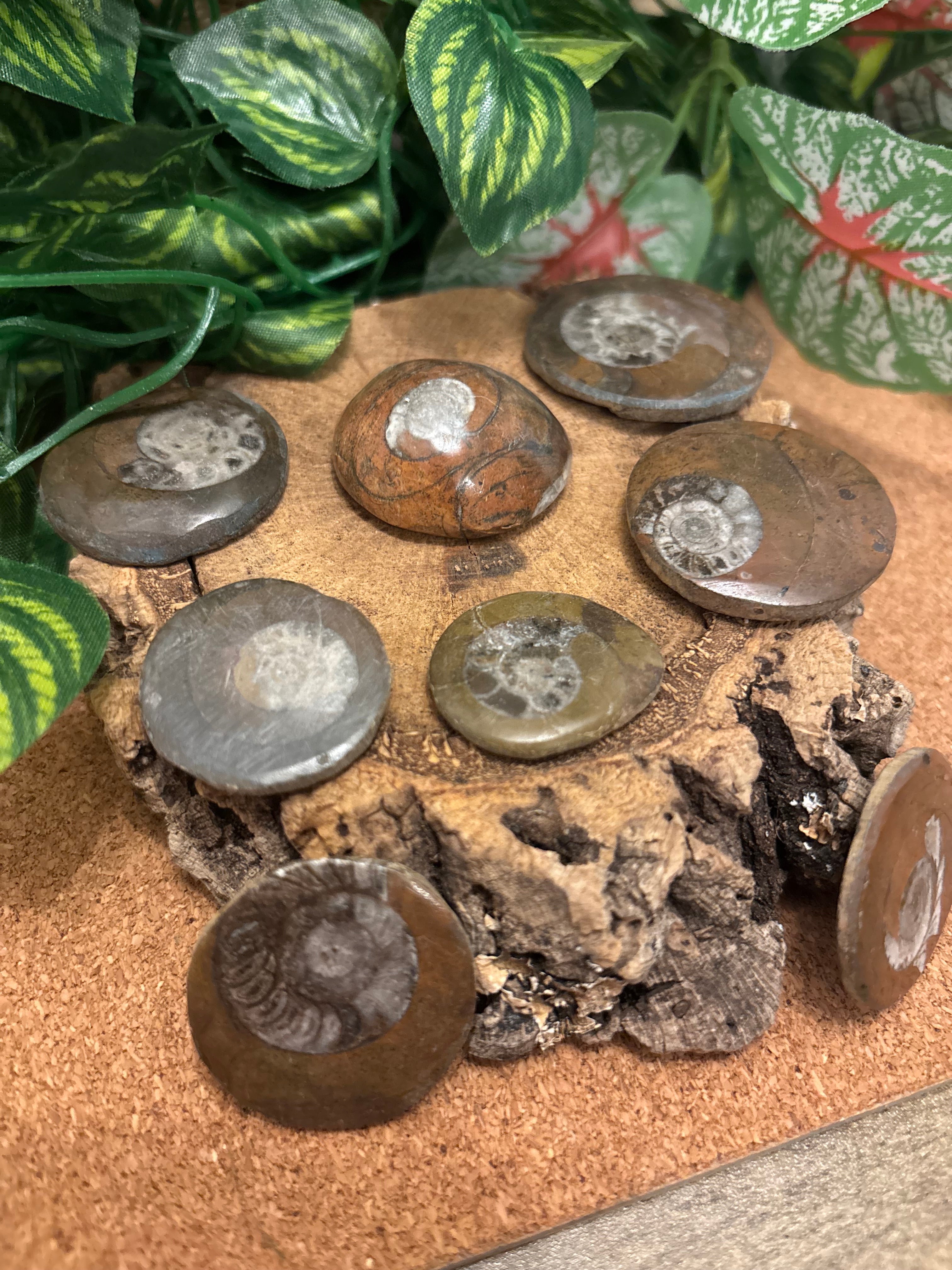 1 x Beautiful Polished Goniatite Fossil – Devonian Period
