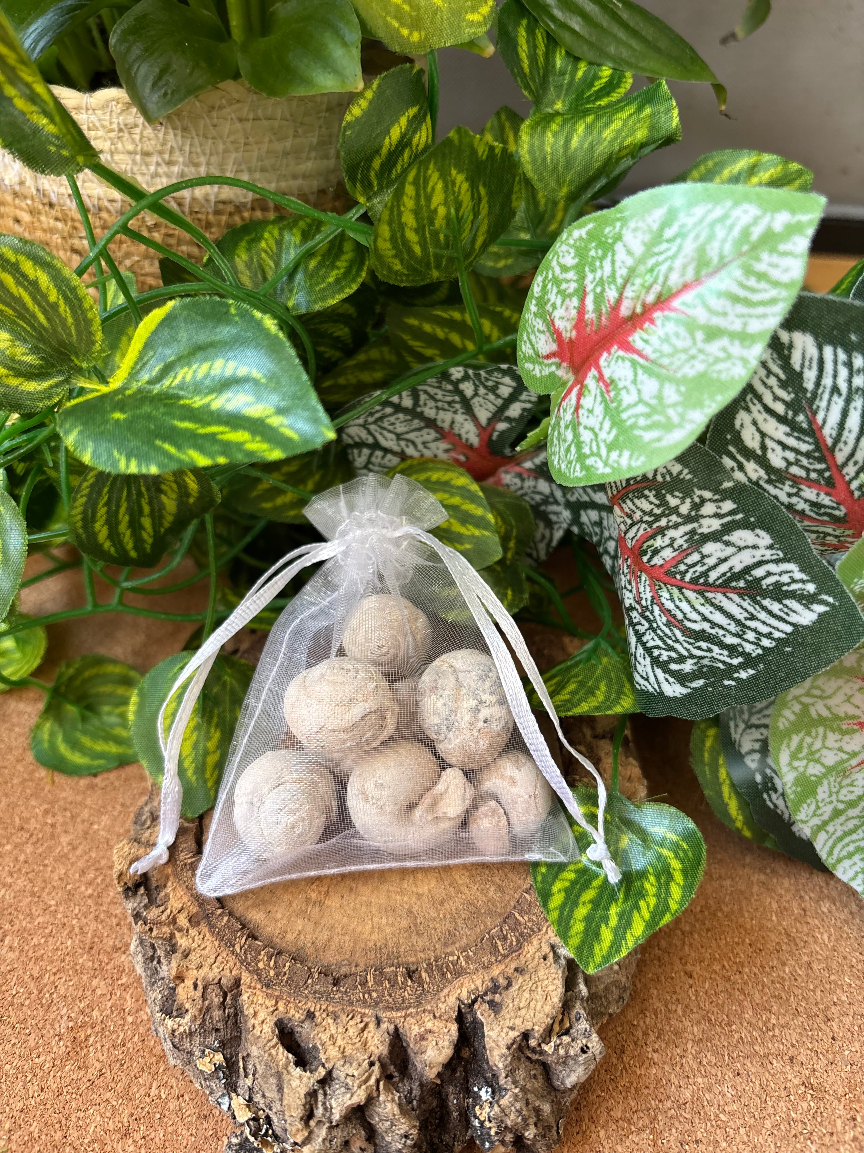 50g Moroccan Gastropod Fossils – 100-200 Million Years Old - Fossil Snails!