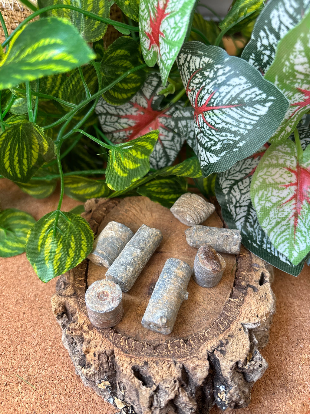 50g Moroccan Crinoid Stem Fossils – 350+ Million Years Old