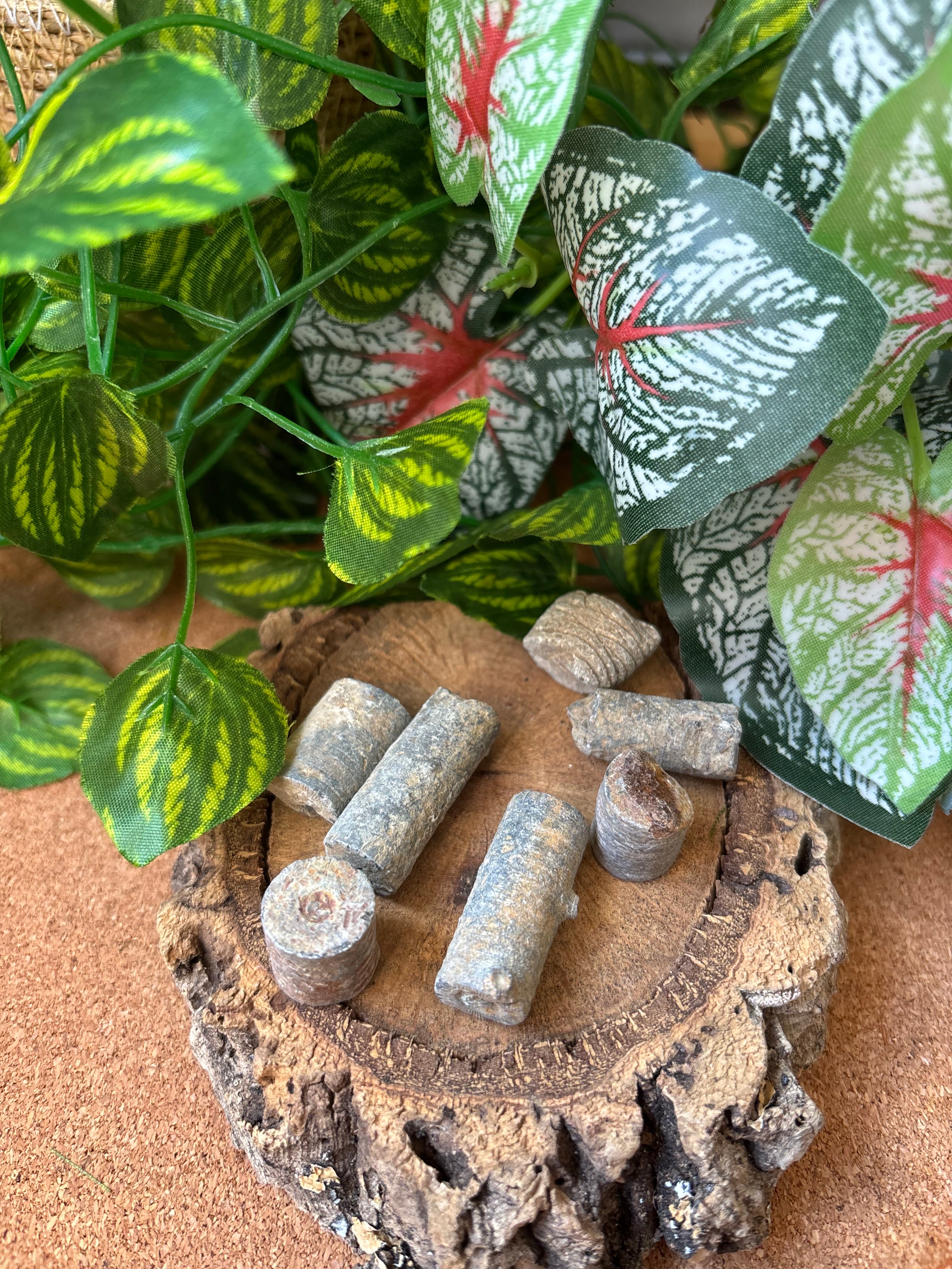 50g Moroccan Crinoid Stem Fossils – 350+ Million Years Old
