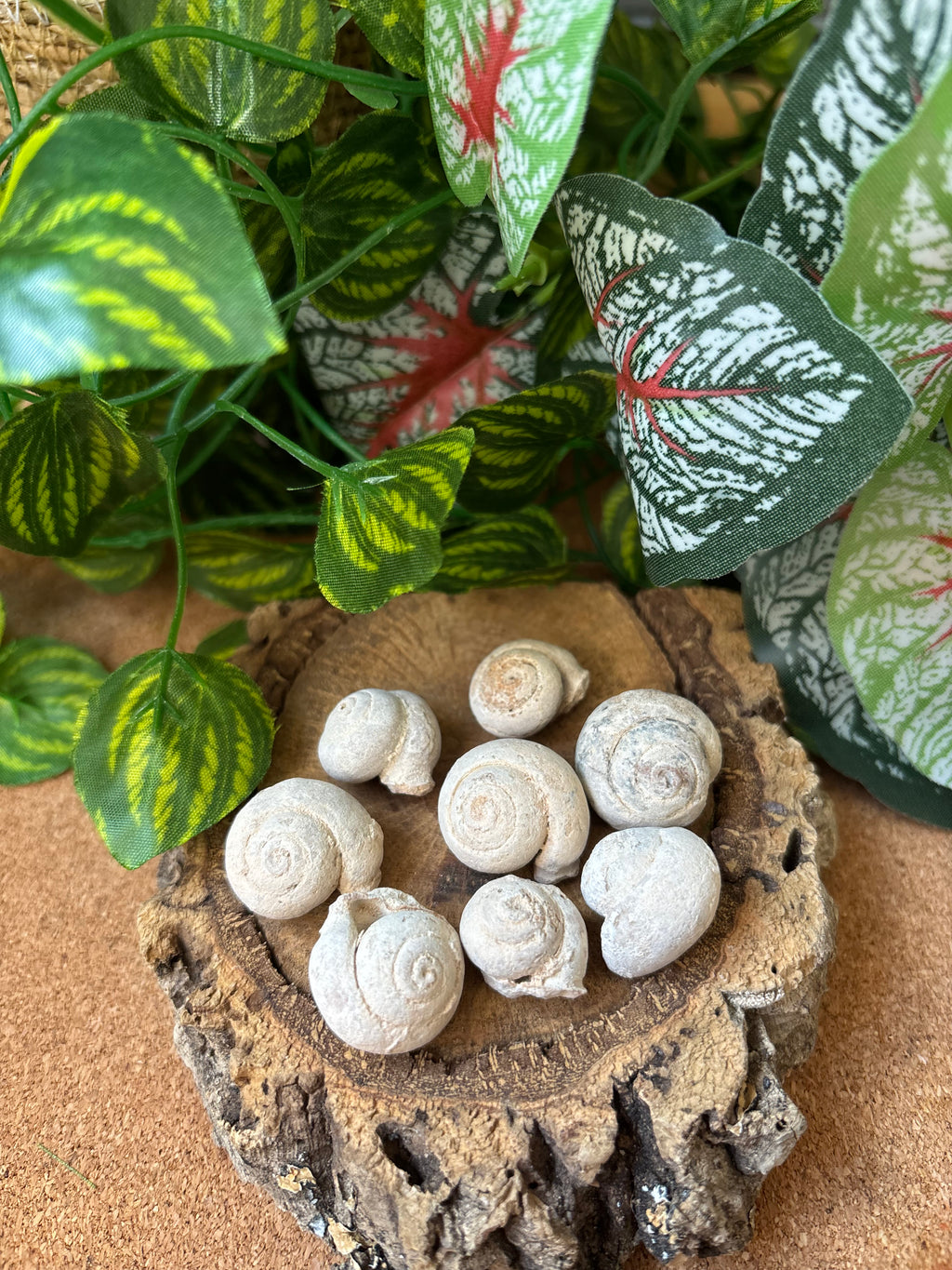 50g Moroccan Gastropod Fossils – 100-200 Million Years Old - Fossil Snails!