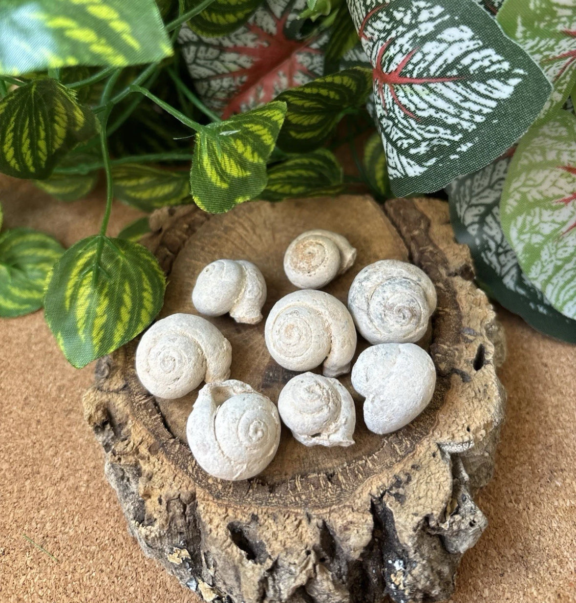 50g Moroccan Gastropod Fossils – 100-200 Million Years Old - Fossil Snails!