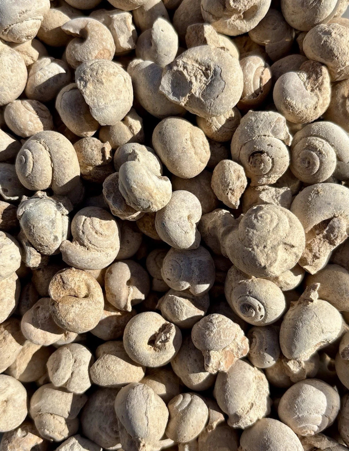 50g Moroccan Gastropod Fossils – 100-200 Million Years Old - Fossil Snails!