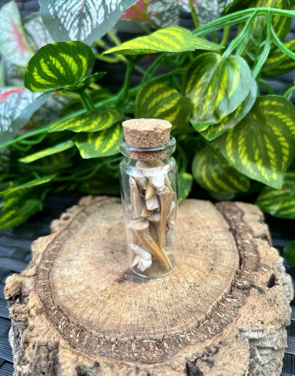 Fossil Sharks Teeth in Mini Glass Bottle – Approx 25 Teeth