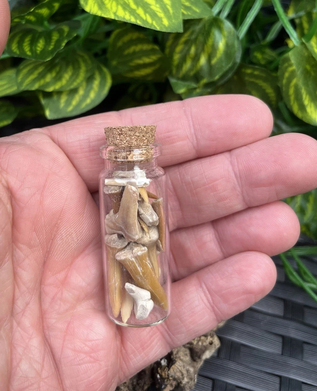 Fossil Sharks Teeth in Mini Glass Bottle – Approx 25 Teeth