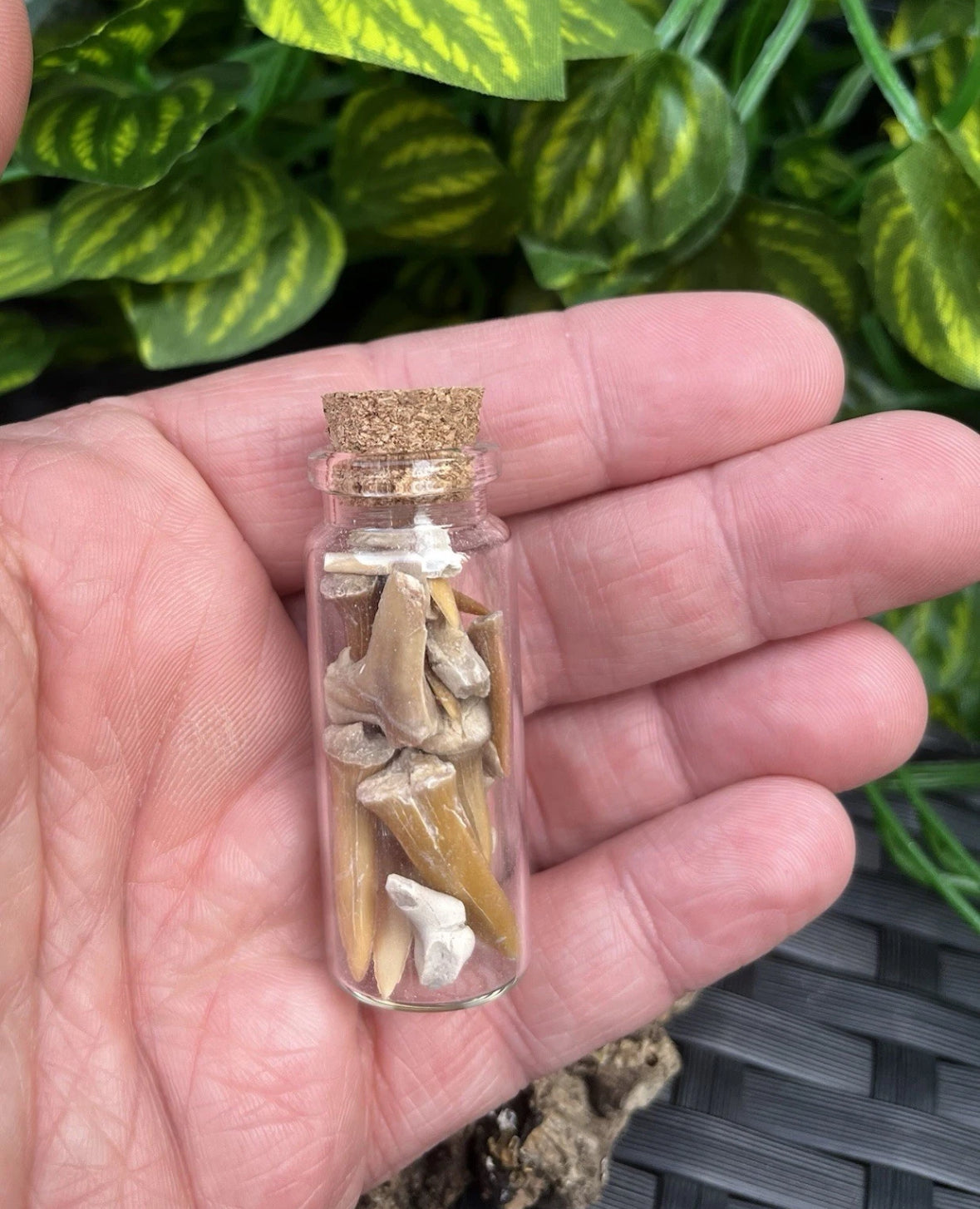 Fossil Sharks Teeth in Mini Glass Bottle – Approx 25 Teeth