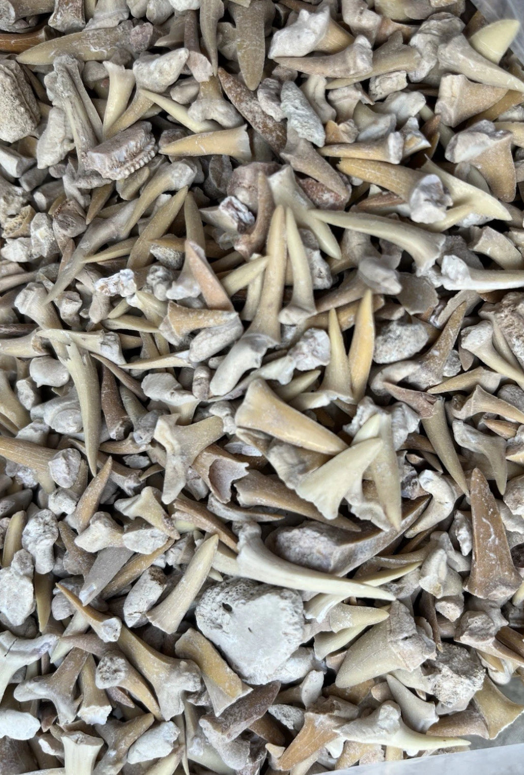 Fossil Sharks Teeth in Mini Glass Bottle – Approx 25 Teeth