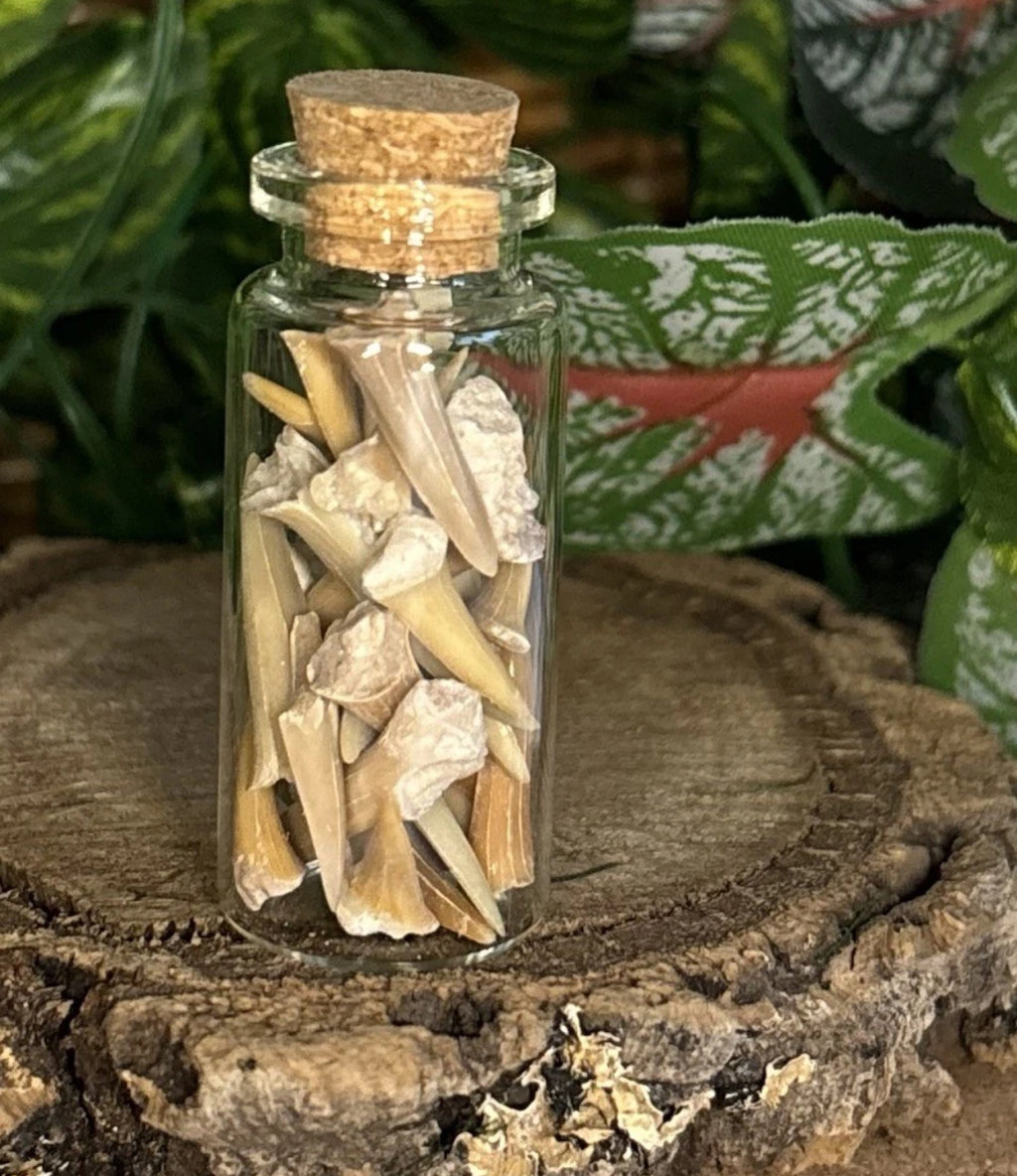 Fossil Sharks Teeth in Mini Glass Bottle – Approx 25 Teeth