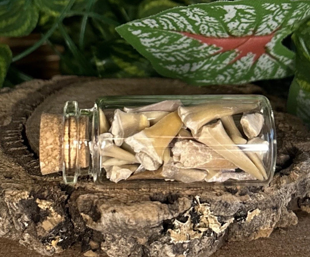Fossil Sharks Teeth in Mini Glass Bottle – Approx 25 Teeth