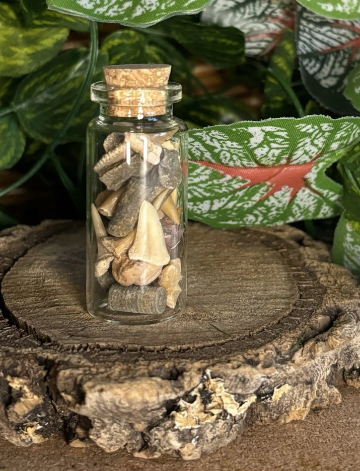 Mini Fossil Mix in Glass Bottle - Shark and Ray Teeth - Crinoid stars and stems