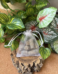 50g Moroccan Crinoid Stem Fossils – 350+ Million Years Old