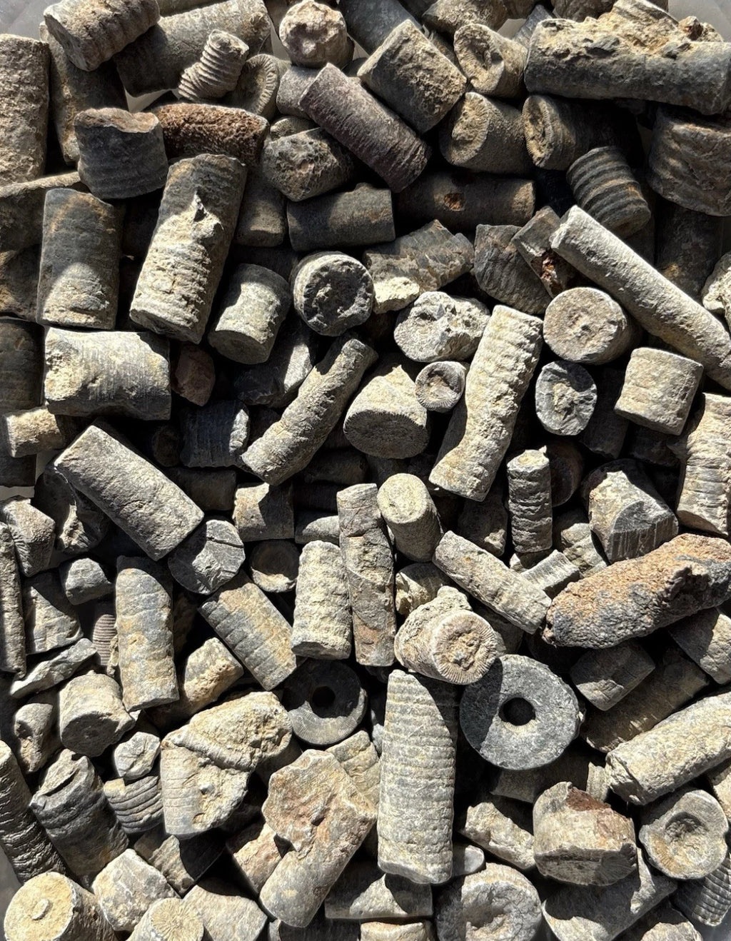 50g Moroccan Crinoid Stem Fossils – 350+ Million Years Old