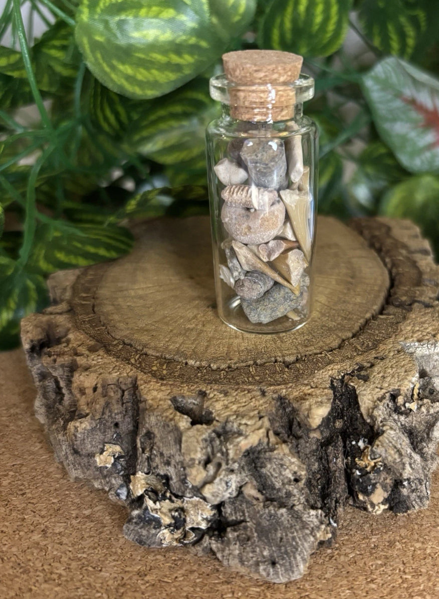 Mini Fossil Mix in Glass Bottle - Shark and Ray Teeth - Crinoid stars and stems