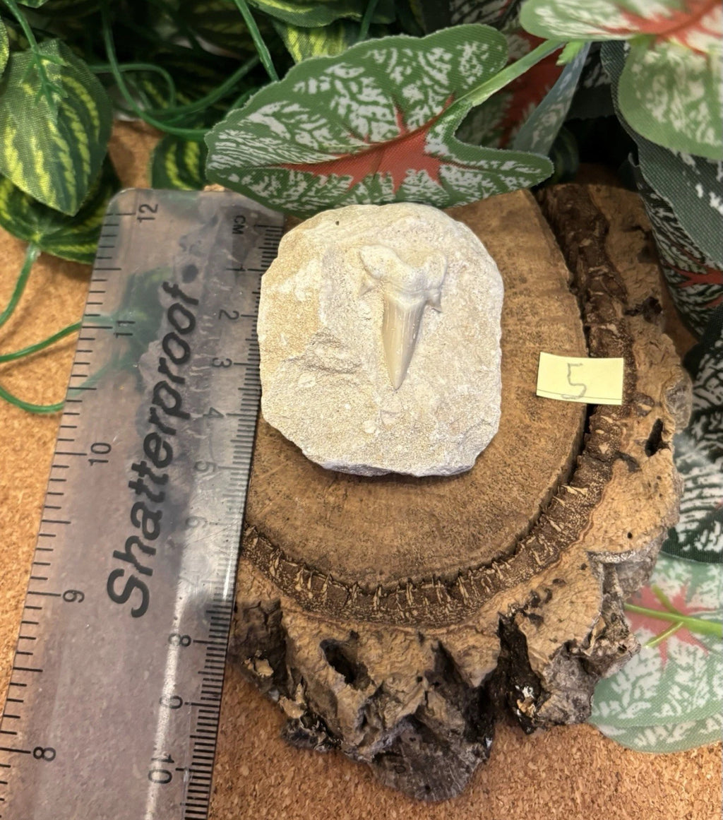 Fossil Otodus Shark Tooth on Matrix – Fossil Sharks Tooth From Morocco