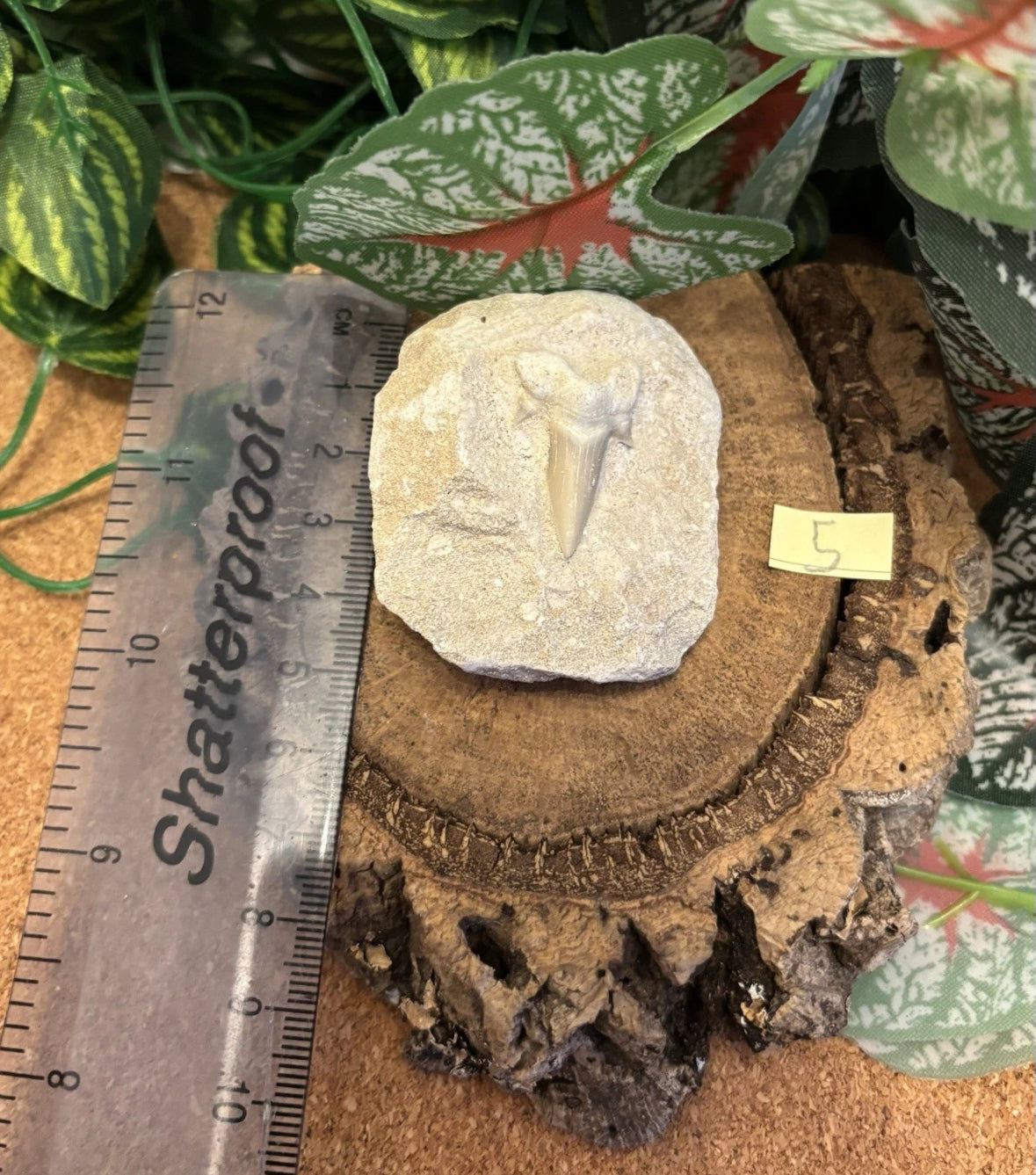 Fossil Otodus Shark Tooth on Matrix – Fossil Sharks Tooth From Morocco