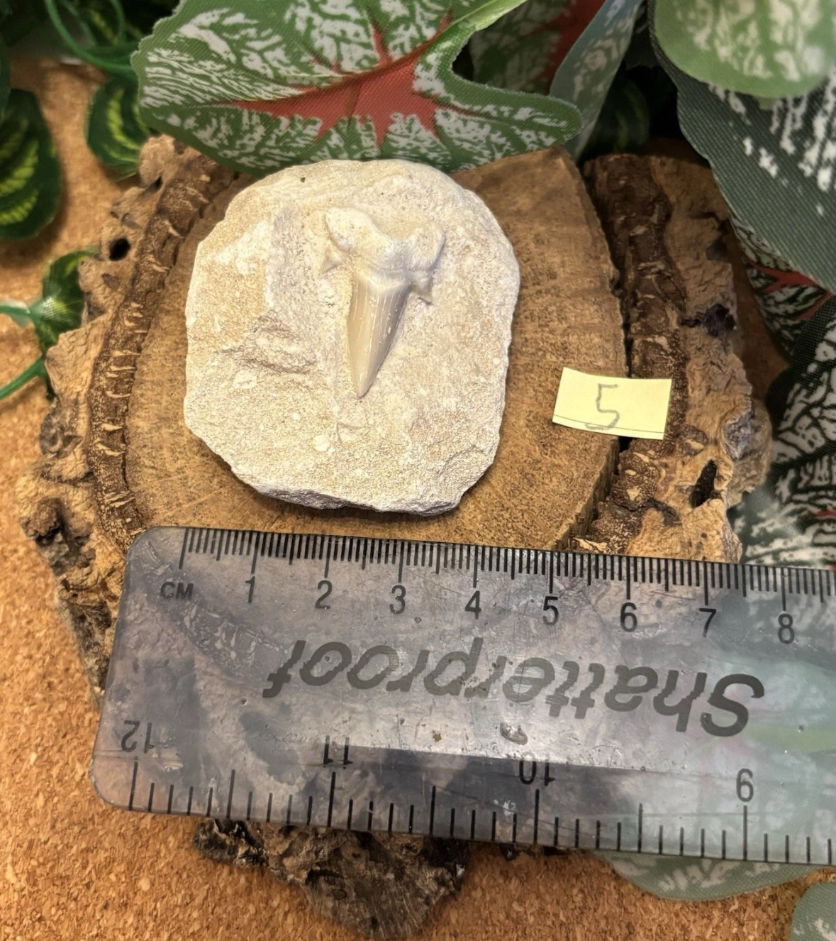 Fossil Otodus Shark Tooth on Matrix – Fossil Sharks Tooth From Morocco