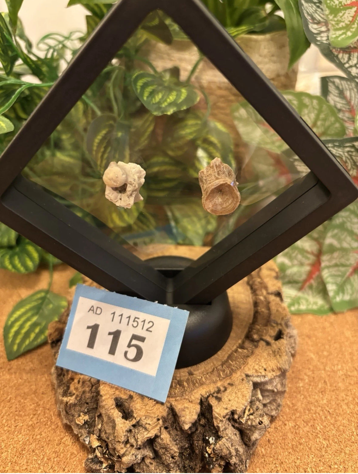 2 Fossil Vertebrates In Floating Frame – Sea Snake Palaeophis & Unknown Fish