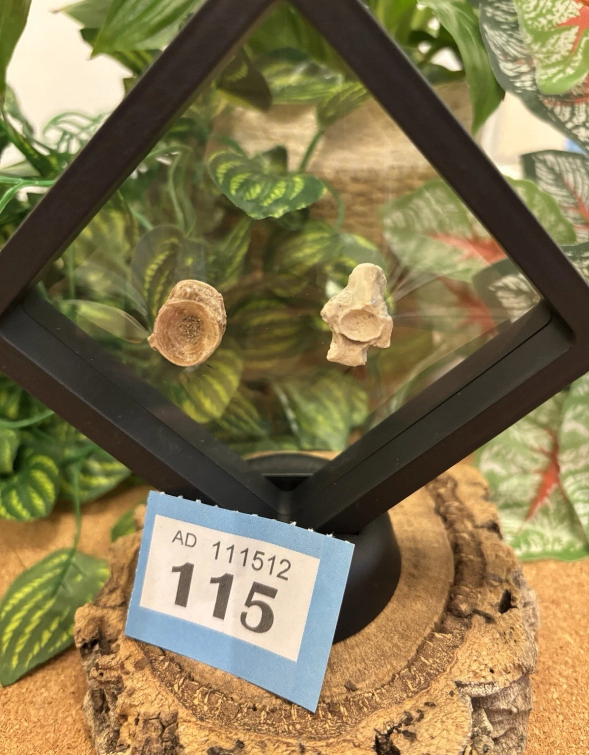 2 Fossil Vertebrates In Floating Frame – Sea Snake Palaeophis & Unknown Fish