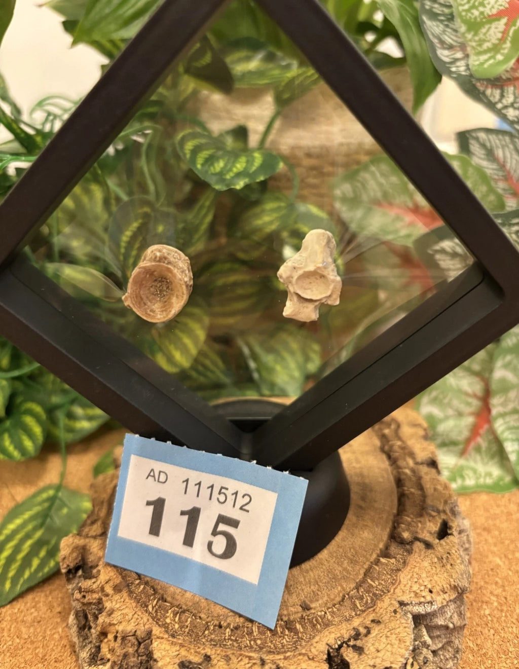 2 Fossil Vertebrates In Floating Frame – Sea Snake Palaeophis & Unknown Fish