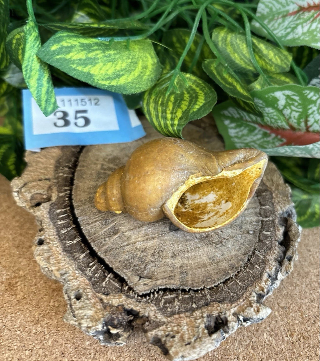 Neptunea Fossil Shell – Red Crag Formation – Left Handed Whelk