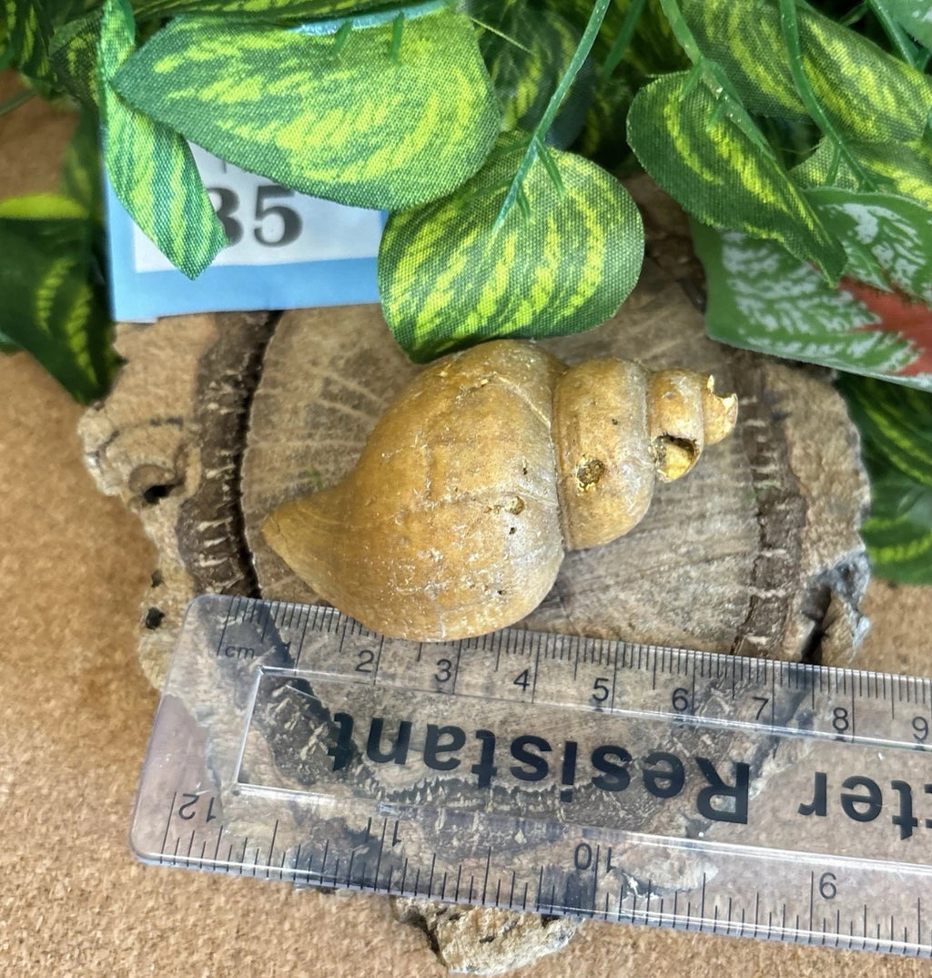 Neptunea Fossil Shell – Red Crag Formation – Left Handed Whelk