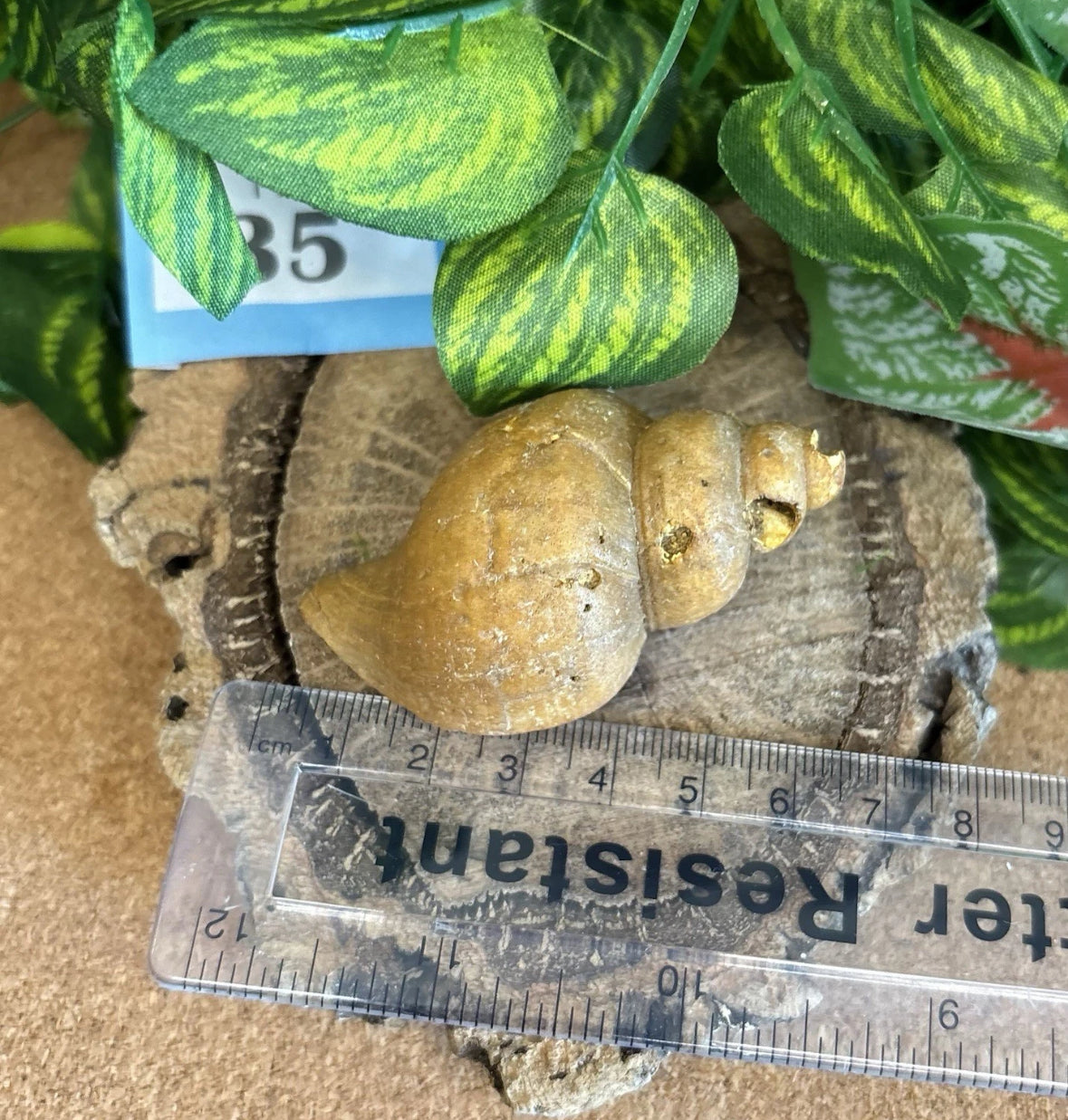 Neptunea Fossil Shell – Red Crag Formation – Left Handed Whelk