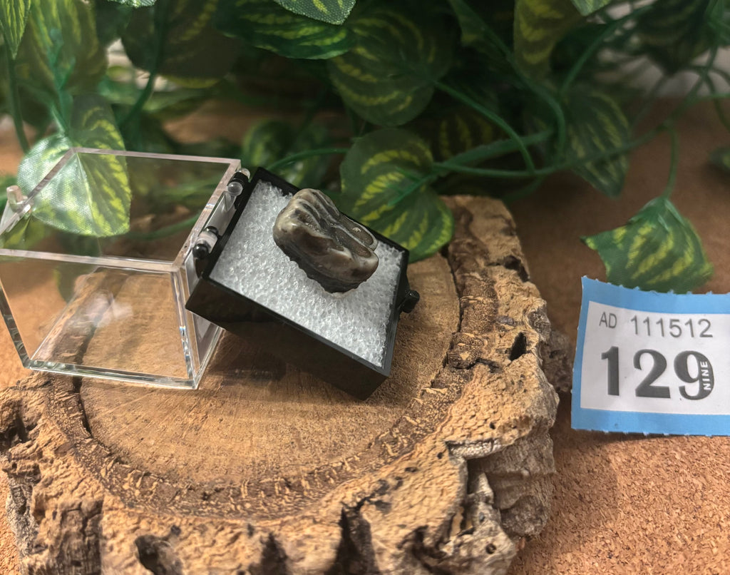 Fossilised Manatee Tooth – Pleistocene, Levy County, Florida