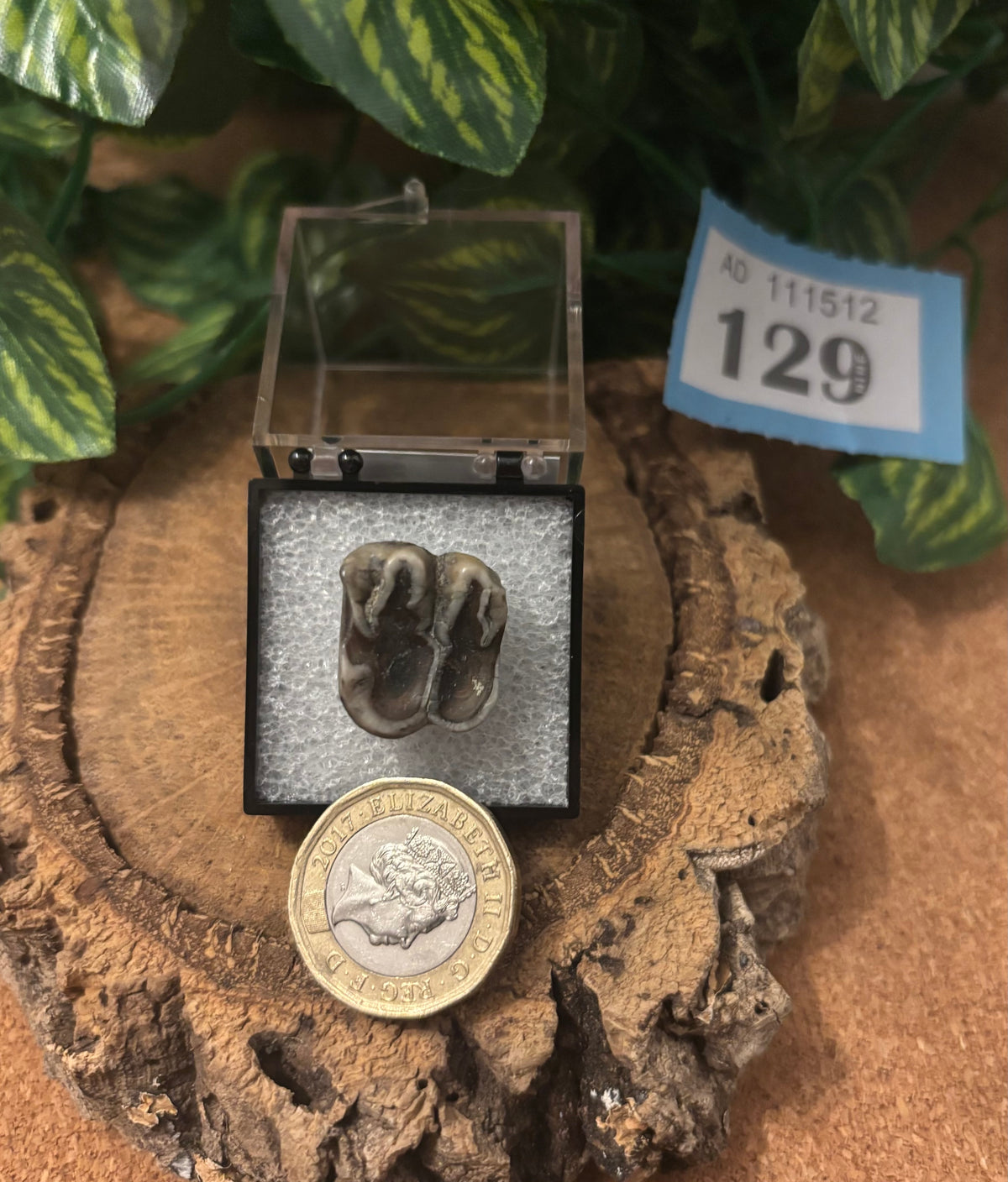 Fossilised Manatee Tooth – Pleistocene, Levy County, Florida