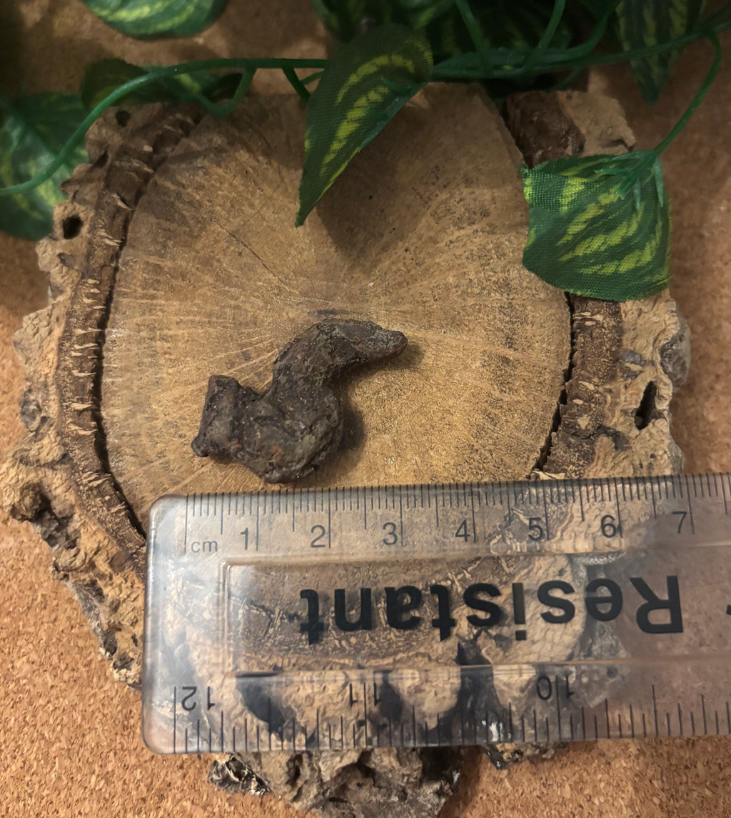 3 x Fossil Turtle Coprolites (3–4 cm) – Fossilised Turtle Poo, Madagascar