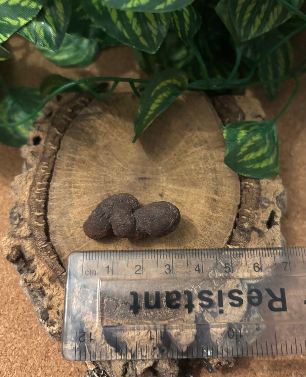 3 x Fossil Turtle Coprolites (3–4 cm) – Fossilised Turtle Poo, Madagascar