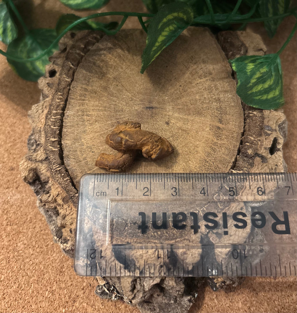3 x Fossil Turtle Coprolites (3–4 cm) – Fossilised Turtle Poo, Madagascar