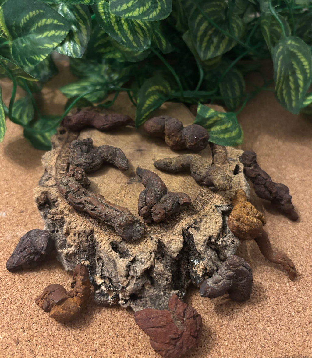 3 x Fossil Turtle Coprolites (3–4 cm) – Fossilised Turtle Poo, Madagascar