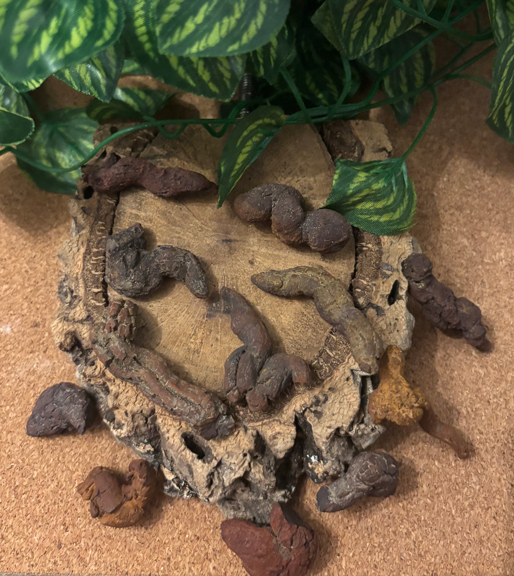 3 x Fossil Turtle Coprolites (3–4 cm) – Fossilised Turtle Poo, Madagascar