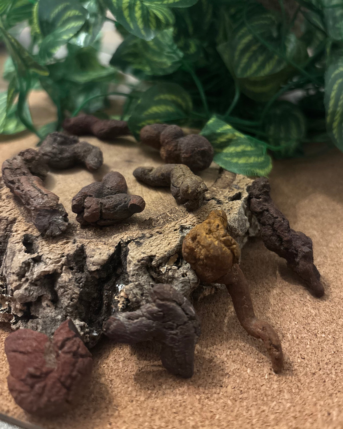 3 x Fossil Turtle Coprolites (3–4 cm) – Fossilised Turtle Poo, Madagascar