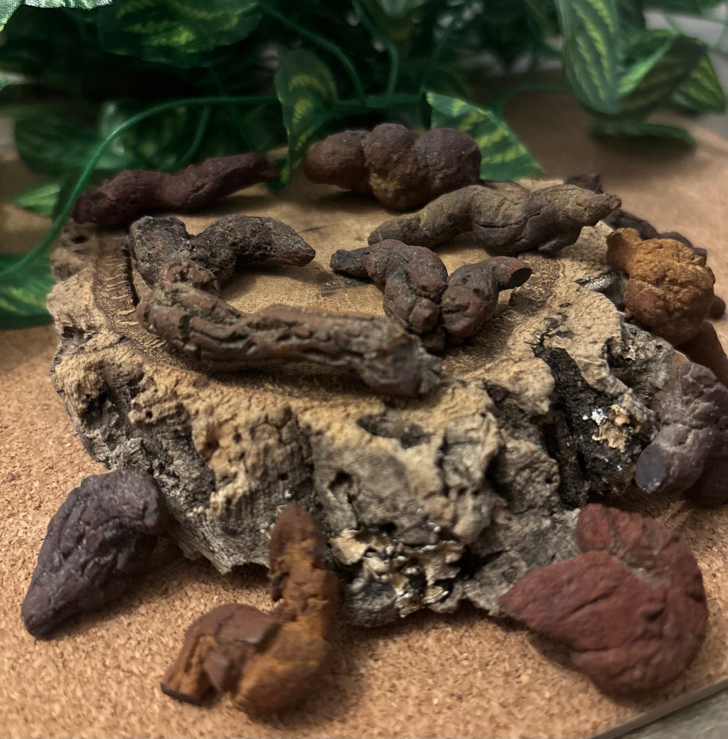 3 x Fossil Turtle Coprolites (3–4 cm) – Fossilised Turtle Poo, Madagascar
