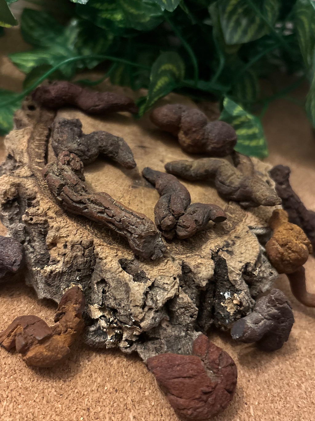 3 x Fossil Turtle Coprolites (3–4 cm) – Fossilised Turtle Poo, Madagascar