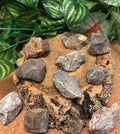 1 x Fossil Dinosaur Bone Fragment – Unknown Species (Possibly Sauropod) - 2-3cm