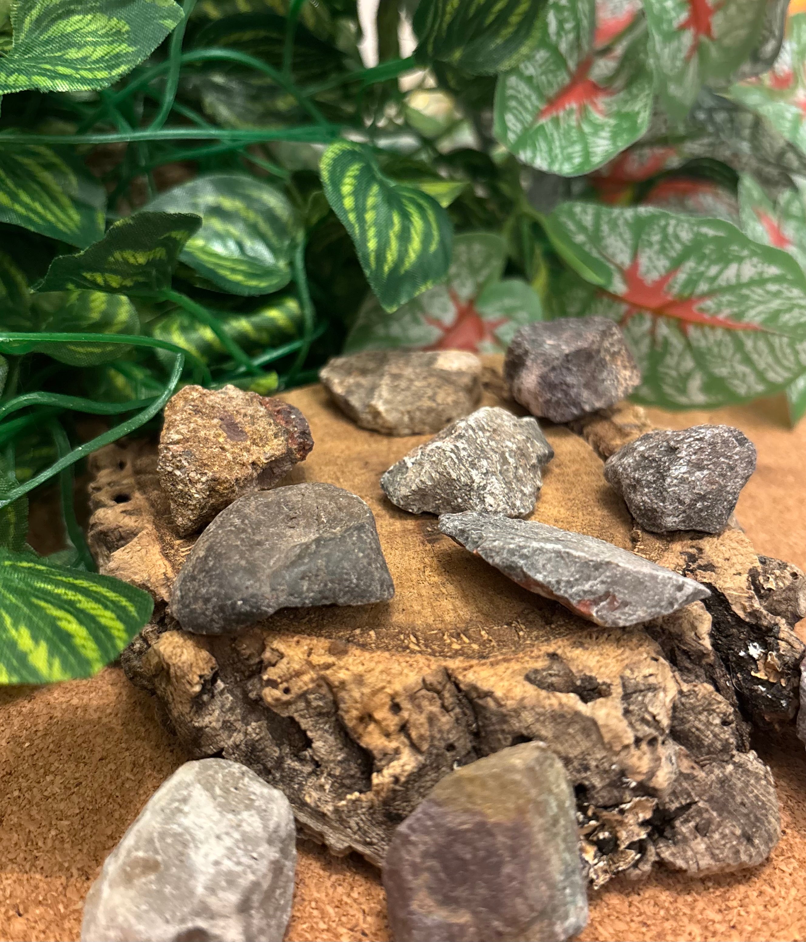 1 x Fossil Dinosaur Bone Fragment – Unknown Species (Possibly Sauropod) - 2-3cm