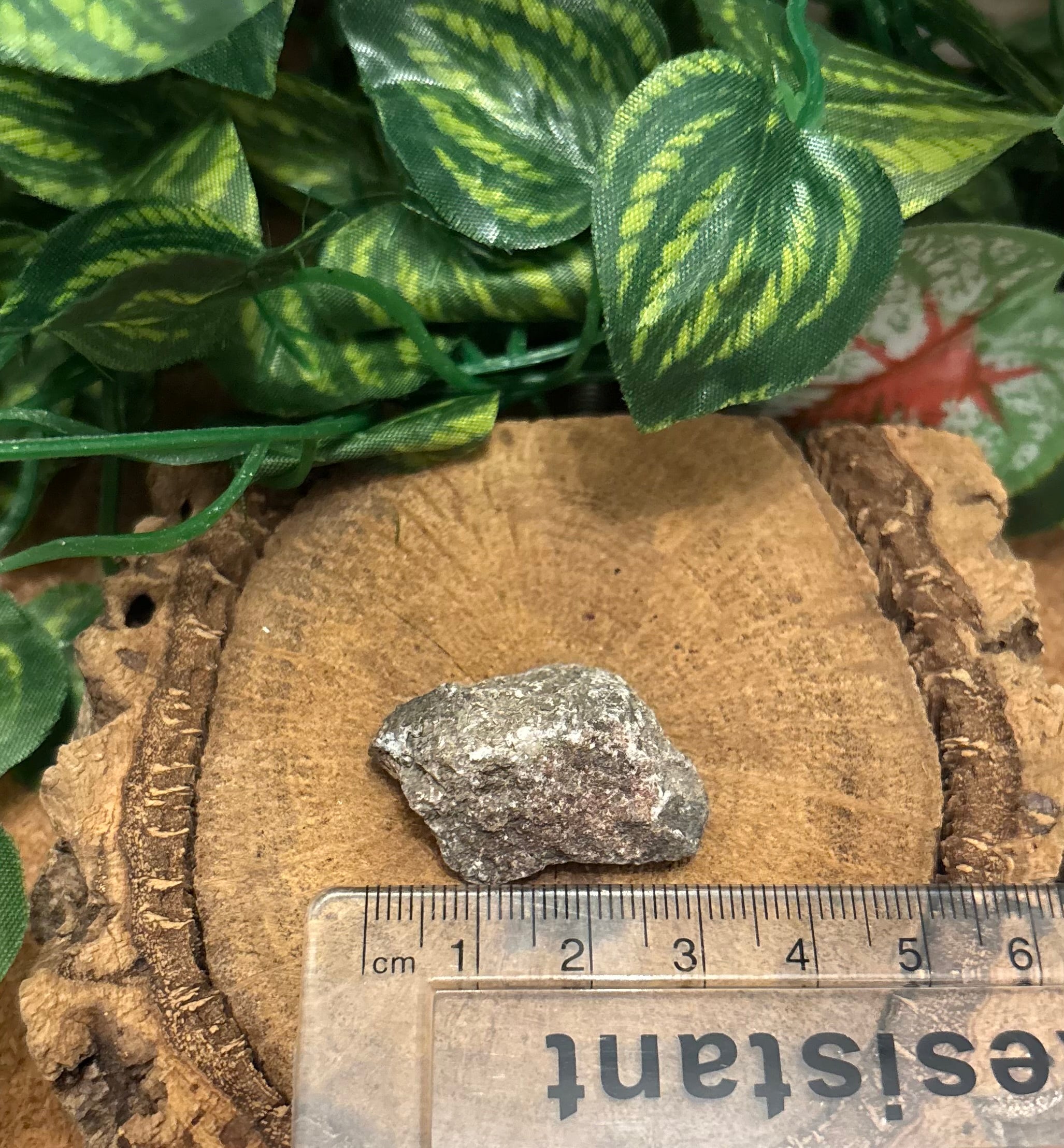 1 x Fossil Dinosaur Bone Fragment – Unknown Species (Possibly Sauropod) - 2-3cm