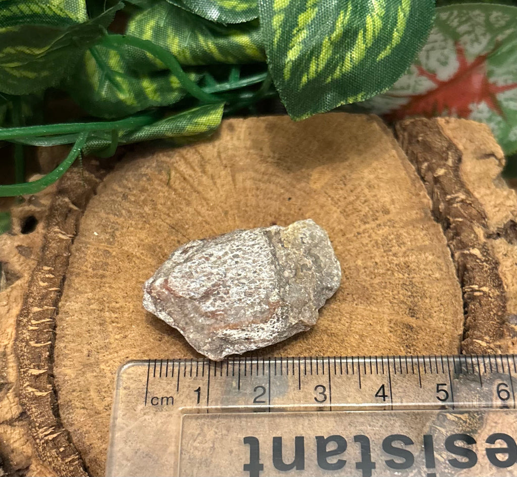 1 x Fossil Dinosaur Bone Fragment – Unknown Species (Possibly Sauropod) - 2-3cm