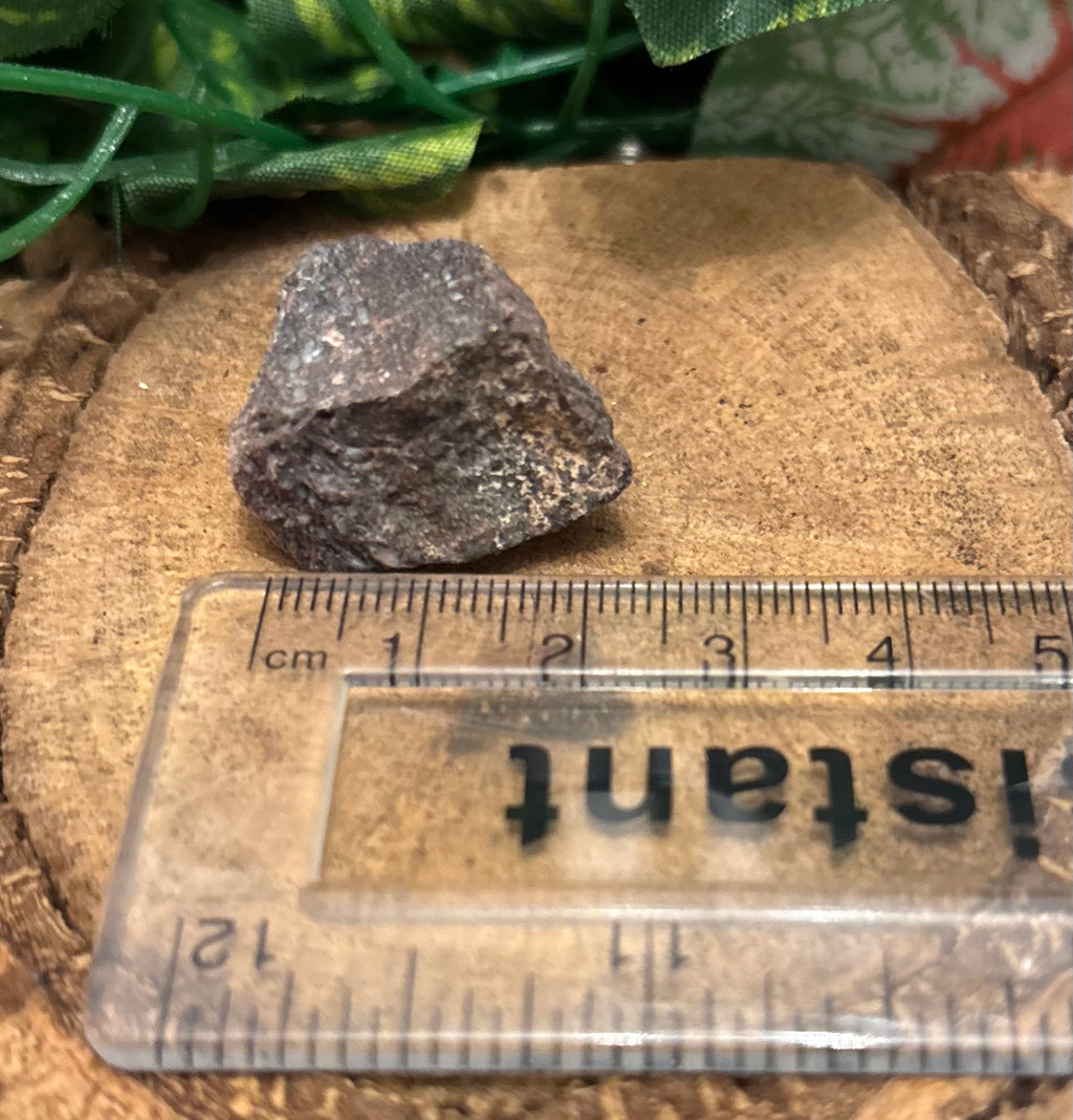 1 x Fossil Dinosaur Bone Fragment – Unknown Species (Possibly Sauropod) - 2-3cm