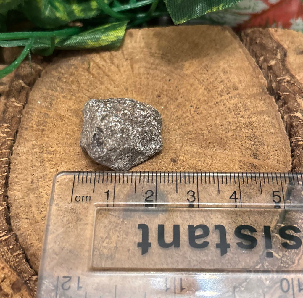 1 x Fossil Dinosaur Bone Fragment – Unknown Species (Possibly Sauropod) - 2-3cm