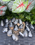 3 x Genuine Fossil Orthoceras – Devonian Era, Morocco