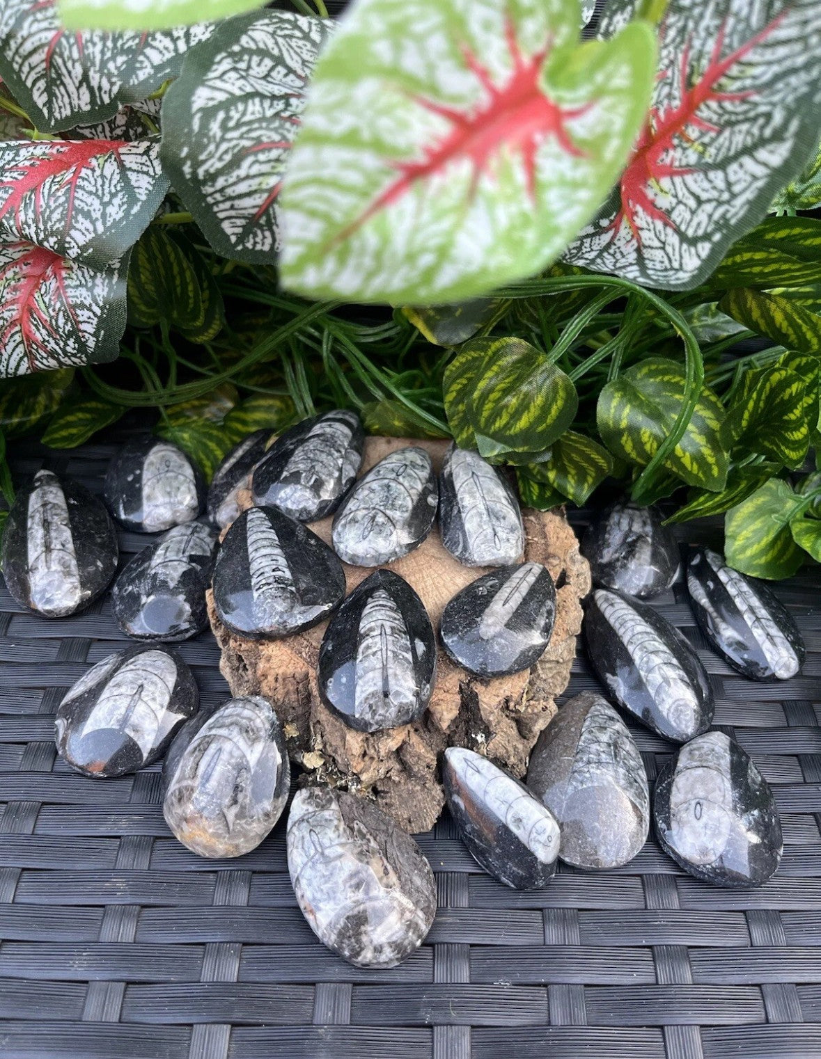 3 x Genuine Fossil Orthoceras – Devonian Era, Morocco