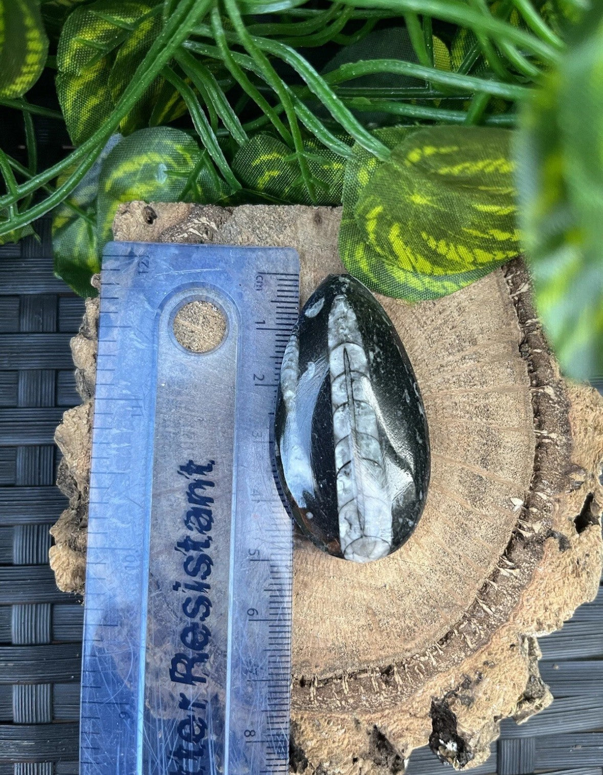 3 x Genuine Fossil Orthoceras – Devonian Era, Morocco