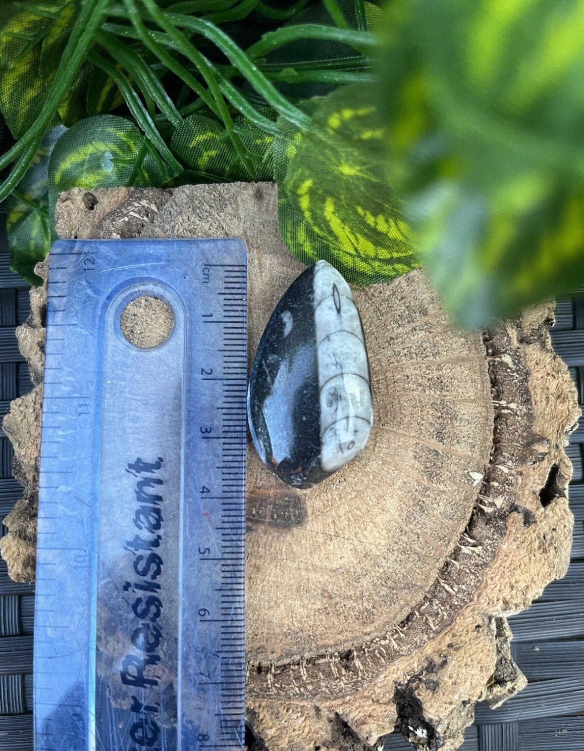 3 x Genuine Fossil Orthoceras – Devonian Era, Morocco